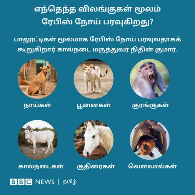 எந்தெந்த விலங்குகள் மூலம் ரேபிஸ் நோய் பரவுகிறது? பாலூட்டிகள் மூலமாக ரேபிஸ் நோய் பரவுவதாகக் கூறுகிறார் கால்நடை மருத்துவர் நிதின் குமார். நாய்கள், பூனைகள், வௌவால்கள், குரங்குகள், கால்நடைகள், குதிரைகள்