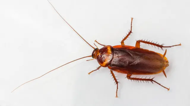 கரப்பான் பூச்சி 