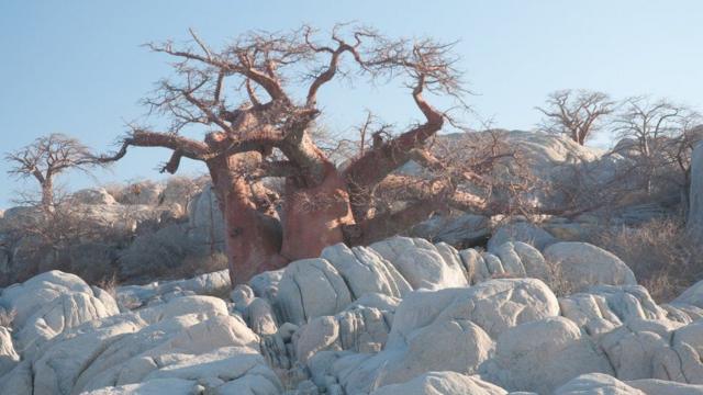 Otro árbol  baobab en medio de rocas