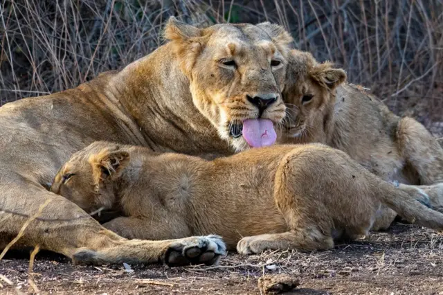 உலக சிங்க தினம்: பெண் சிங்கம்தான் வேட்டைக்குச் செல்லுமா? ஆண் சிங்கத்தின் வேலை என்ன?