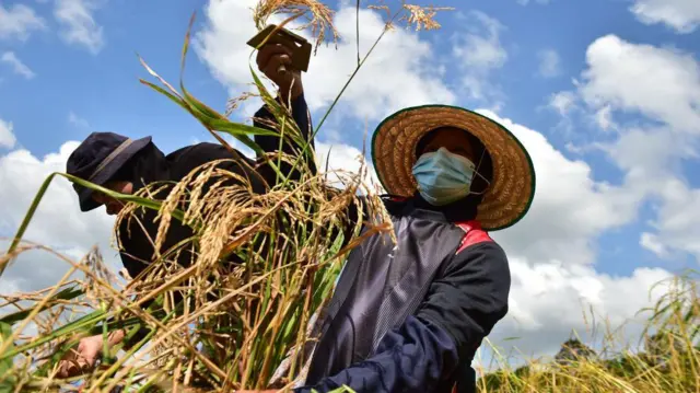 Thai farmer