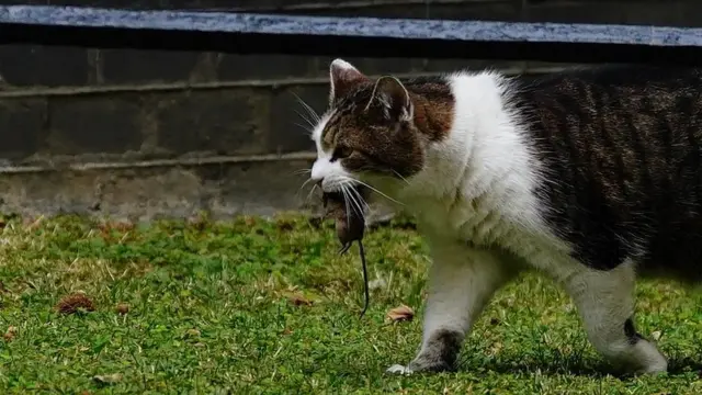Larry patroluje trawnik z myszą w pysku
