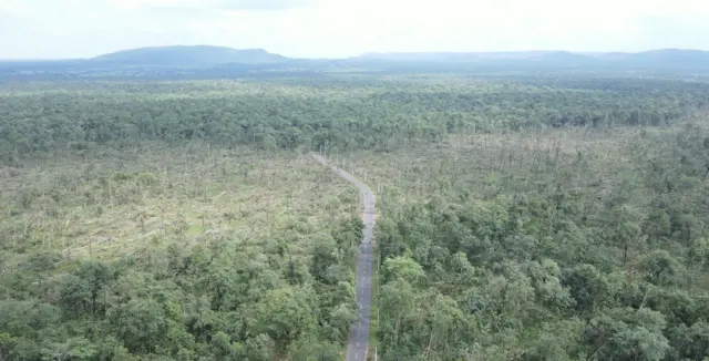 మేడారం, కూలిన చెట్లు, వాతావరణం మార్పులు