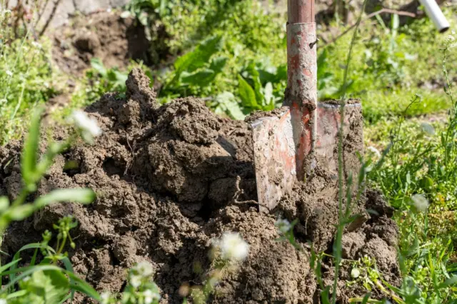 Daraxt ko'chati ekish uchun yer qazilmoqda