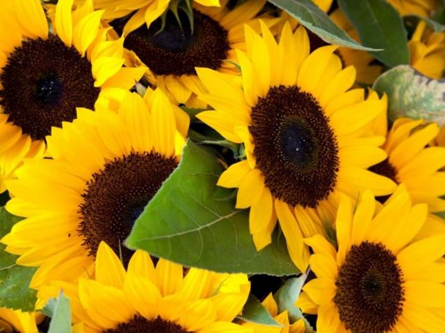 குழந்தைகள் மீது கொடிய பரிசோதனை செய்த மருத்துவர் : ஆல்ப்ஸ் மலைத் தொடரின் அடிவாரத்தில் அமைந்திருக்கும் மஞ்சள் வீட்டின் பின்னணி