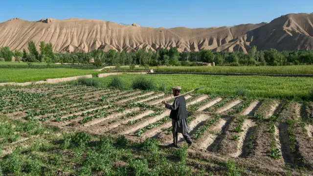 Талибан 2022-жылы апийим өстүрүүгө тыюу салган 