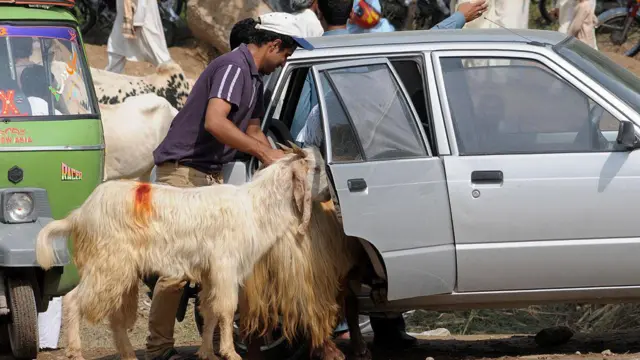 قربانی کے جانور