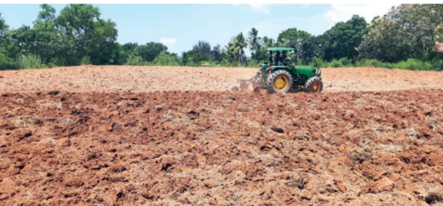 ਪੰਜਾਬ ਵਿੱਚ ਕਸਾਵਾ ਮਾਰਚ ਮਹੀਨੇ ਵਿੱਚ ਬੀਜਿਆ ਜਾ ਸਕਦਾ ਹੈ।