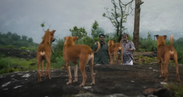 எக்கோ, கோம்பை நாய்கள், திரைப்படங்கள், மலையாளம்