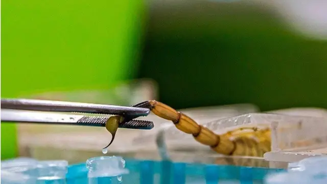 తేలు విషం