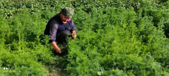 Ромашка өстүрүү