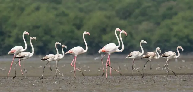 प्रातिनिधिक फोटो