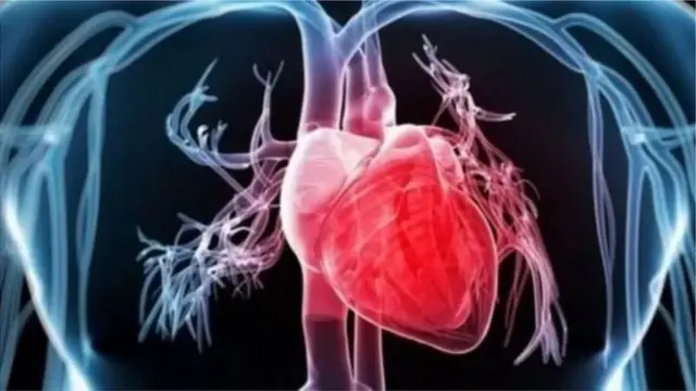 بلیک کرنٹ، دل