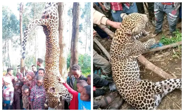 Qeerransi silaa maallaqa olaanaan adamsamu bilisatti hawaasaan ajjeeffame