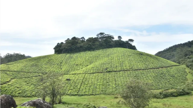 மாஞ்சோலை தேயிலைத் தோட்ட விவகாரம்