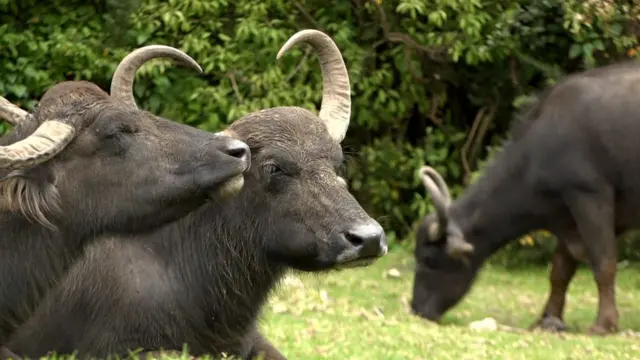 நீலகிரி, தோடர், எருமை