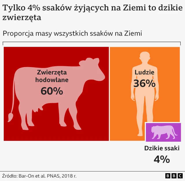 Wykres przedstawiający proporcje ssaków na Ziemi według masy (biomasy): 60% to zwierzęta hodowlane, 36% ludzie, a 4% dzikie ssaki.