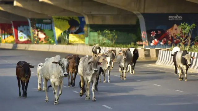 રખડતાં ઢોર ગુજરાત