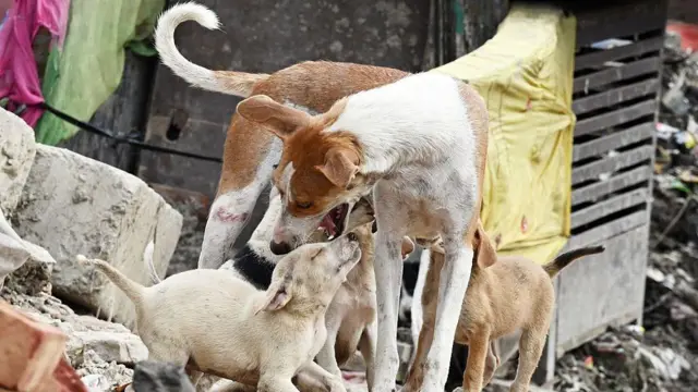 వీధి కుక్కలు