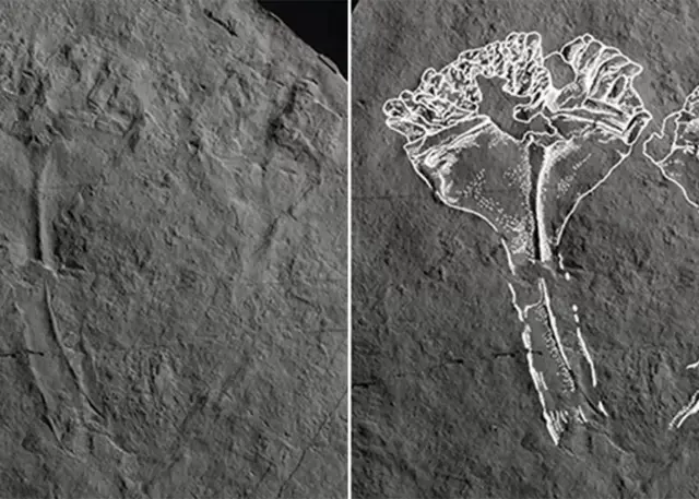 L'animal a été emporté par des sédiments volcaniques