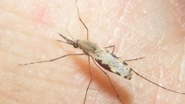 ঢাকায় পাওয়া ম্যালেরিয়াবাহী অ্যানোফিলিস মশা