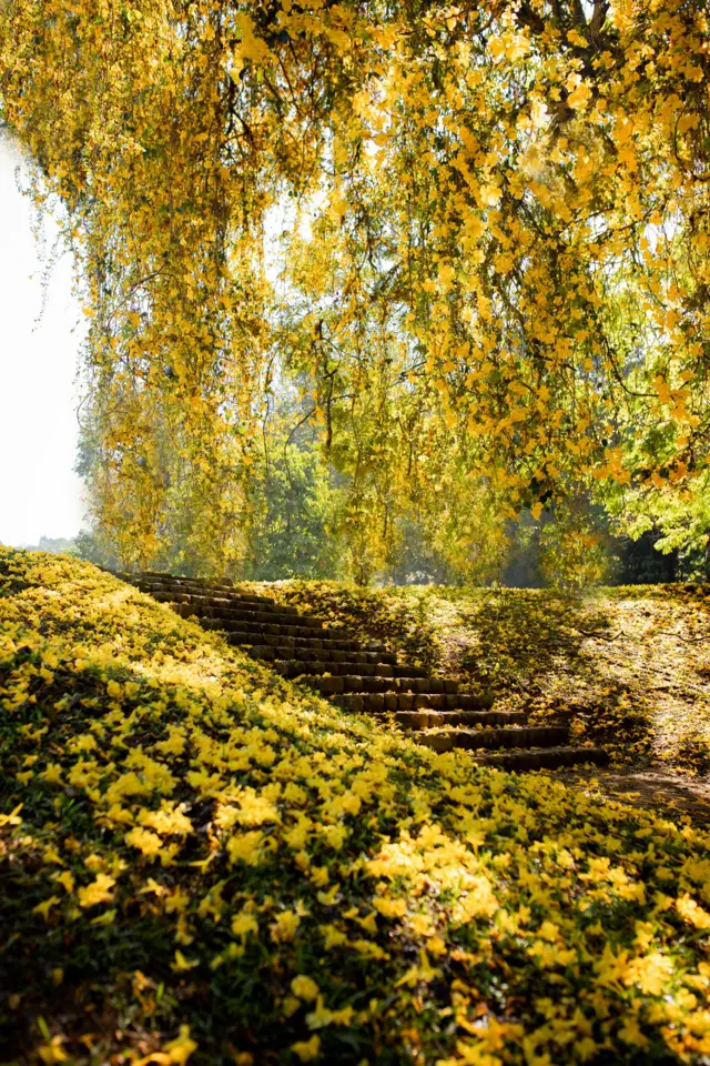 බළල් පහුරු (Cat's Claw Vine) ලංකාවට ආවේ කොහොමද?