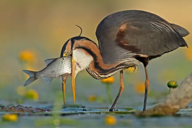 ‘ዓሳ ኣብ ሩባኡ ይሕረድ፡ ወዲ ጭዋ ባዕሉ ይፍረድ’ – ኣብ ውድድር ብሉጽ ሰኣሊ ኣዕዋፍ 2023፡ መስሓቕ ዑፍ ተባሂላ ዝተዓወተት እያ።