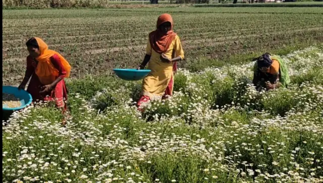 ਖੇਤਾਂ ਵਿੱਚ ਕੰਮ ਕਰਦੀਆਂ ਔਰਤਾਂ