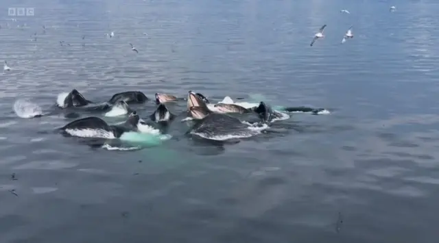 먹이를 사냥하는 동안 고래들이 나누는 대화 장면