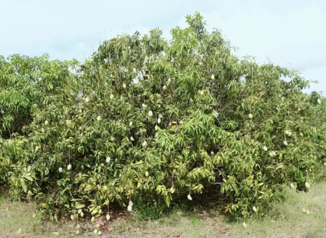 மாம்பழ விவசாயம், மாம்பழ விவசாயிகள், தமிழ்நாடு, மாம்பழக்கூழ் ஆலை