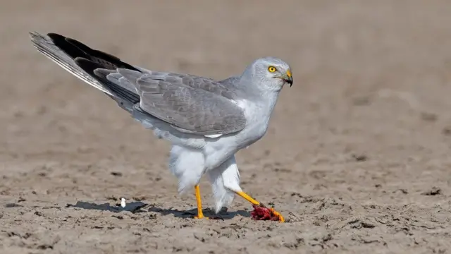 ખેડૂતોના મિત્રો એવાં આ પાંચ શિકારી પક્ષીઓની વસ્તી કેમ ઘટી રહી છે?