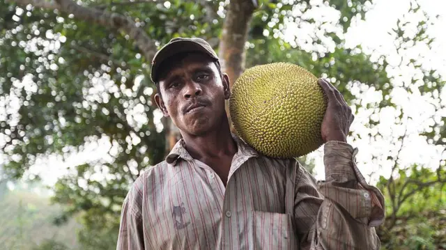 কাঁচা কাঁঠাল দিয়েও বিভিন্ন সুস্বাদু খাবার তৈরি করা হয় 