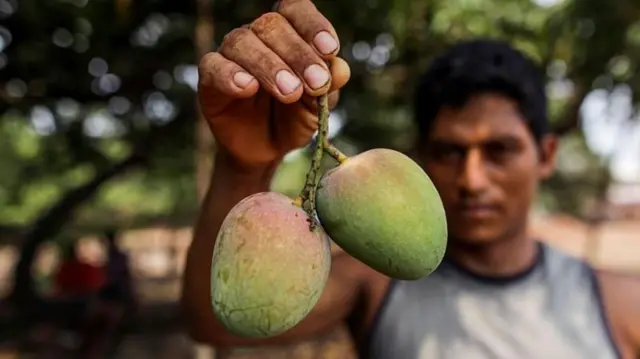 जपानी अधिकाऱ्यांना निर्यात होणाऱ्या आंब्यांच्या प्रक्रियेमध्ये (प्रोसेसिंग) काही त्रुटी आढळून आल्या होत्या. (प्रातिनिधिक छायाचित्र)