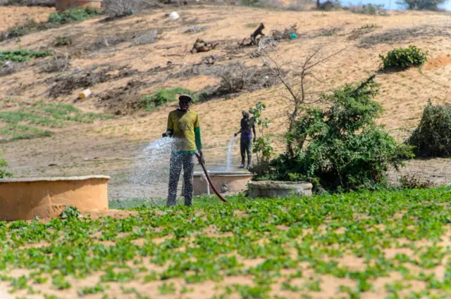 Des maraichers arrosent les légumes verts à l'aide d'un tuyau d'arrosage dans la zone des Niayes au Sénégal.