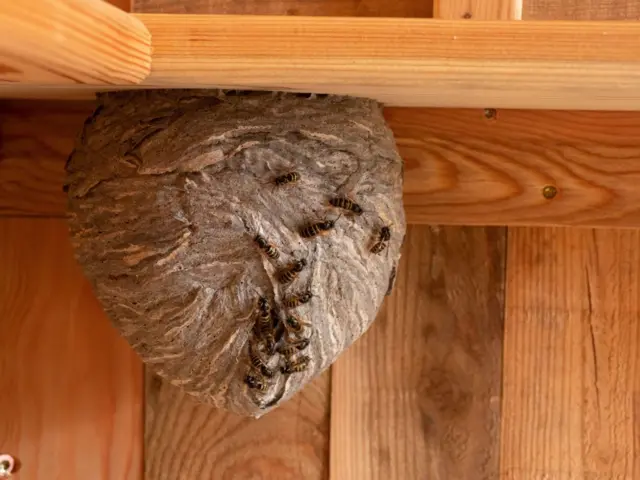 Гніздо ос під стелею