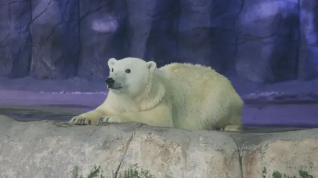 Ursa Aurora descansando no Aquário de SP