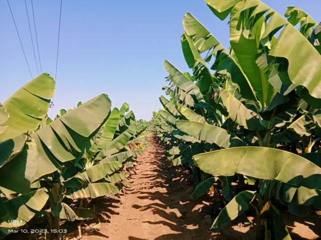 ગુજરાતમાં કેળાની એ નવી જાત- "આણંદ વામન"