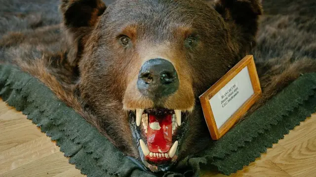 Trofeum niedźwiedzia. Spreparowana głowa zwierzęcia wystawiona na pokaz w muzeum łowieckim w Posadzie, w Rumunii. 25 listopada 2025 roku. Po prawej stronie trofeum widoczna jest niewielka tabliczka, jednak umieszczony na niej napis jest nieczytelny.
