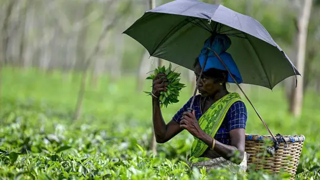 चाय बागान 