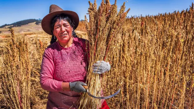Kinoa kesimi yapan Perulu bir çiftçi kadın. 