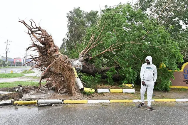 Un hombre cruza una calle en la localidad jamaiquina de St. Catherine, mientras mira a un árbol caído.
