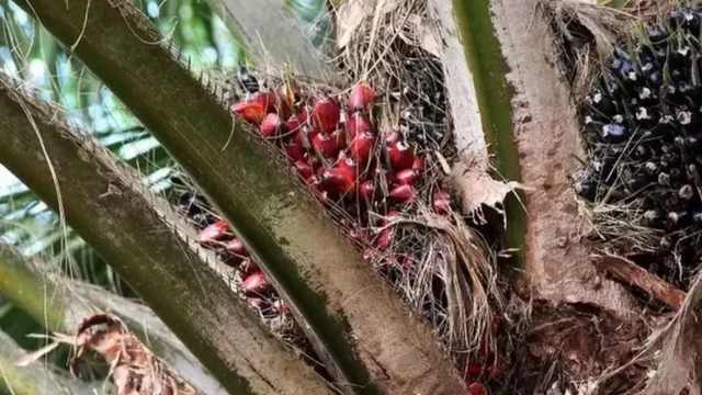 Buah sawit yang sudah ranum siap dipanen.