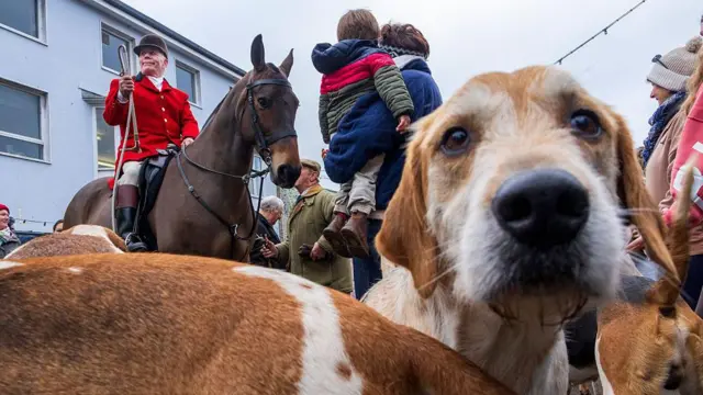 యూకేలో జంతు సంక్షేమం 