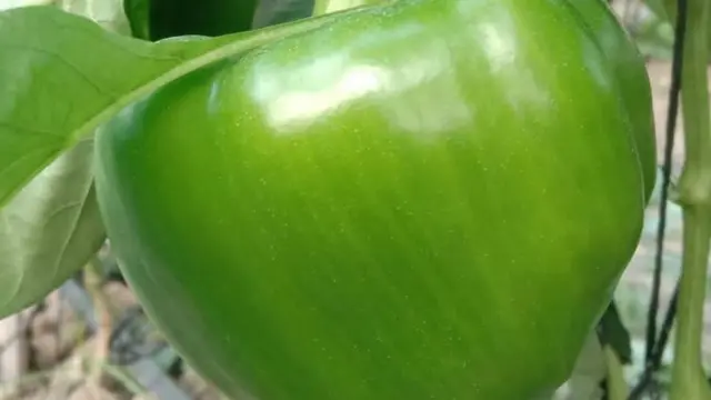 ক্যাপসিকামে ফলন আসে সবুজ রং। কিছুদিন পরে বিজের জাতভেদে বিভিন্ন রং ধারণ করে। 