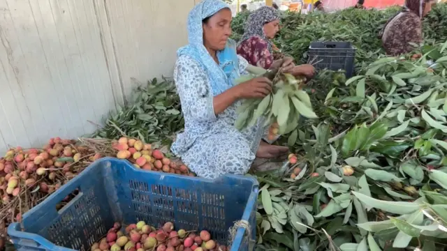 ਲੀਚੀਆਂ