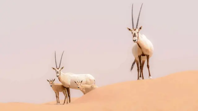 The Arabian Oryx Sanctuary was the first World Heritage site to be removed by Unesco (Credit: Getty Images)
