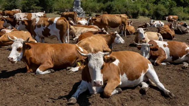 Krdo krava na Suvoj planini