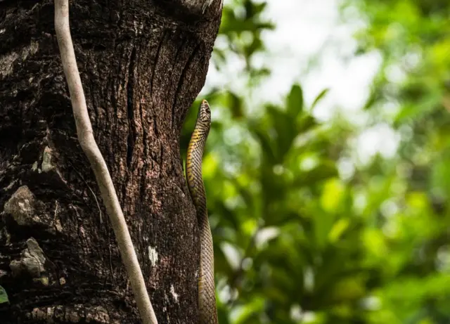 ਰੇਵ ਪਾਰਟੀ ਸੱਪ