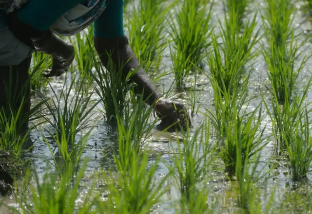 தமிழ்நாடு - காவிரி வடிநிலப் பகுதிகள் - மத்திய அரசு