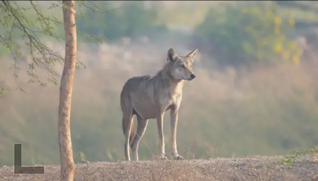 भेड़िया